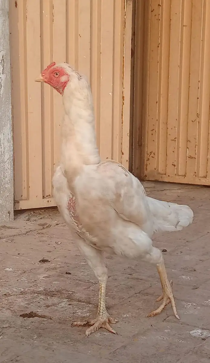 Heera cross Aseel females for sale — photo 2