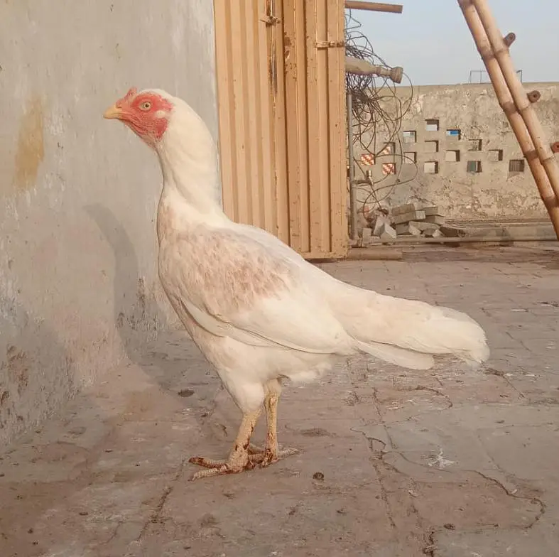Heera cross Aseel females for sale — photo 3