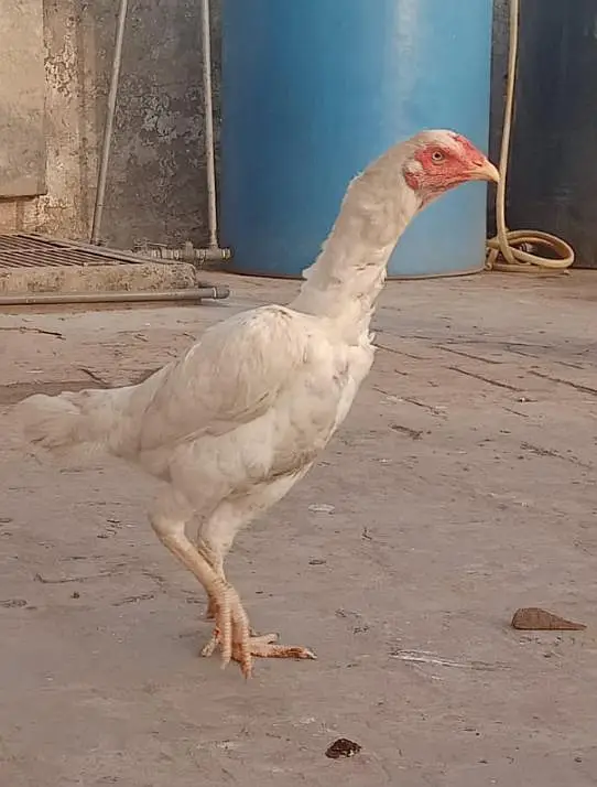 Heera cross Aseel females for sale — photo 4