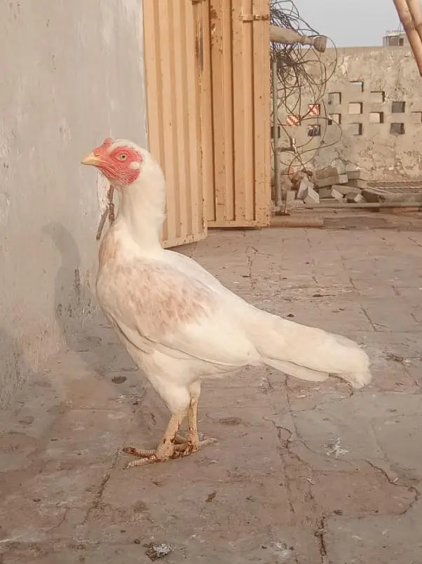Heera cross Aseel females for sale — photo 5