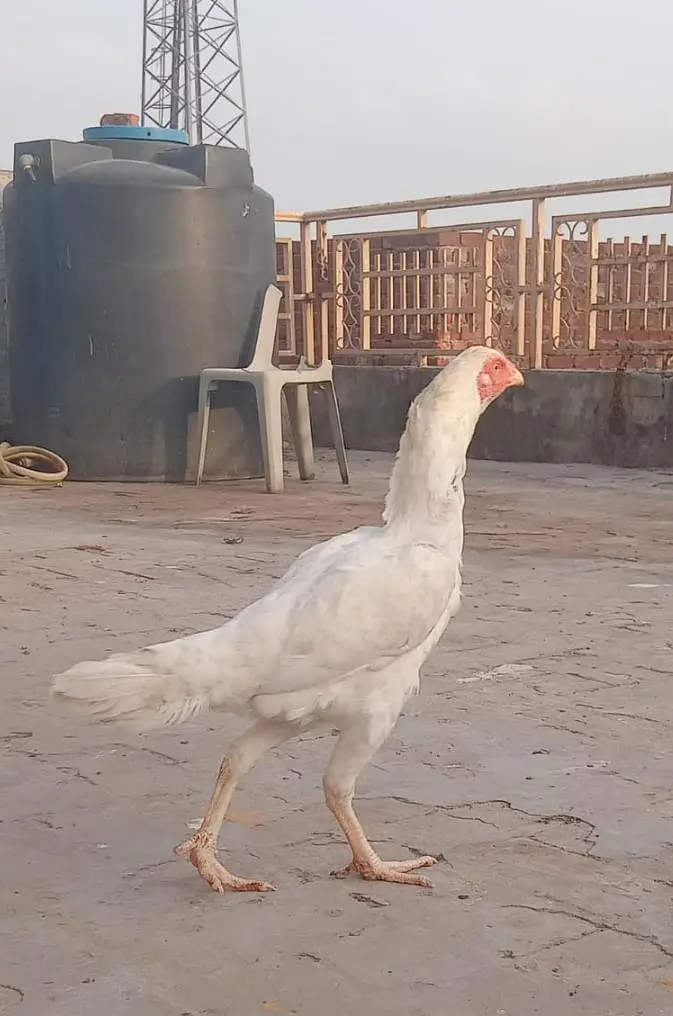 Heera cross Aseel females for sale — photo 6
