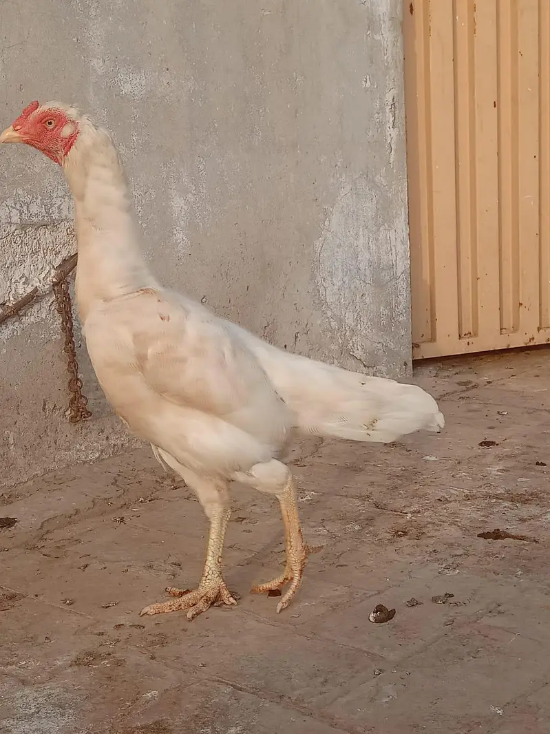 Heera cross Aseel females for sale — photo 7
