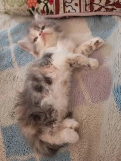 Persian kitten age 2 month white and grey colour male female pair