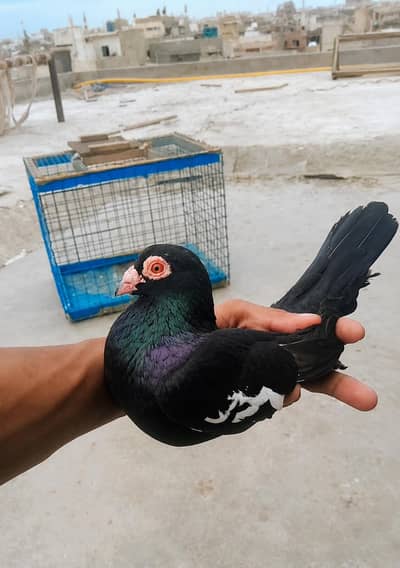 gola kabutar 1000 par dono maile he