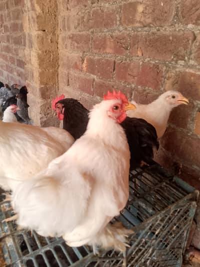 Bantam
