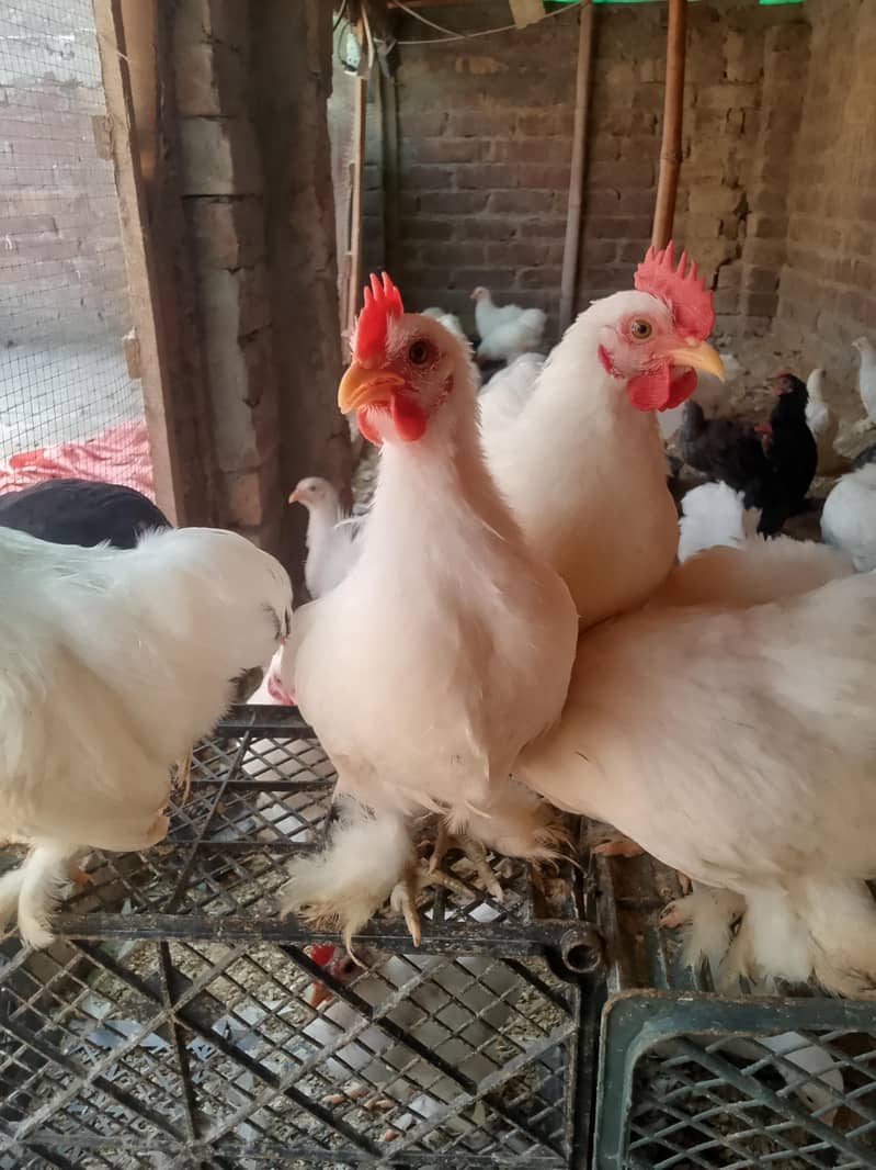 Bantam 1