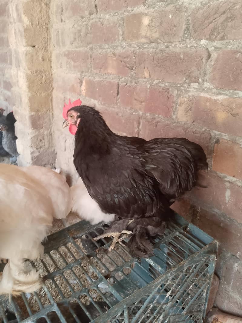 Bantam 2
