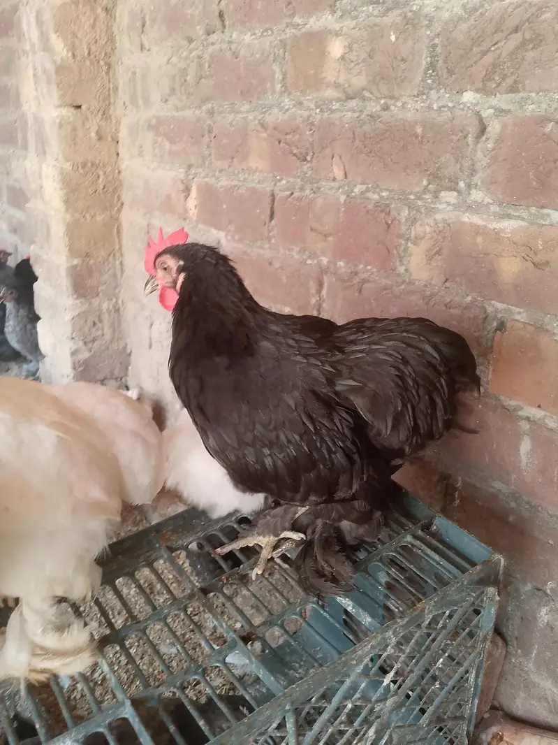 Bantam — photo 3