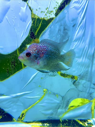 Beautifull short body flower horn