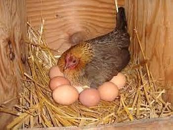 desi murgi k eggs andey chahiye mujhe