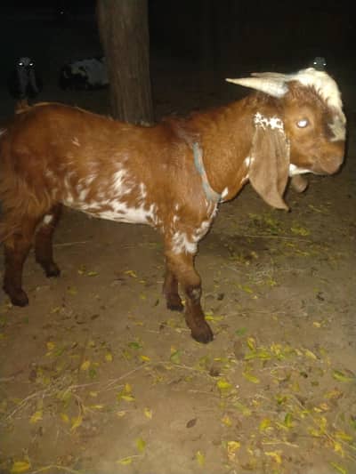 Male Bakra for sale