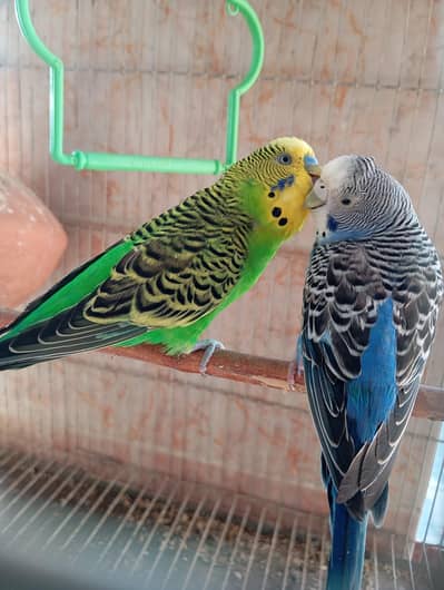 budgies parrot