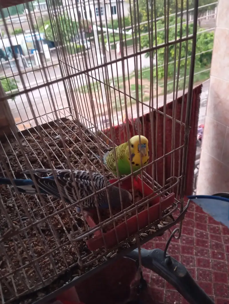 budgies parrot — photo 2