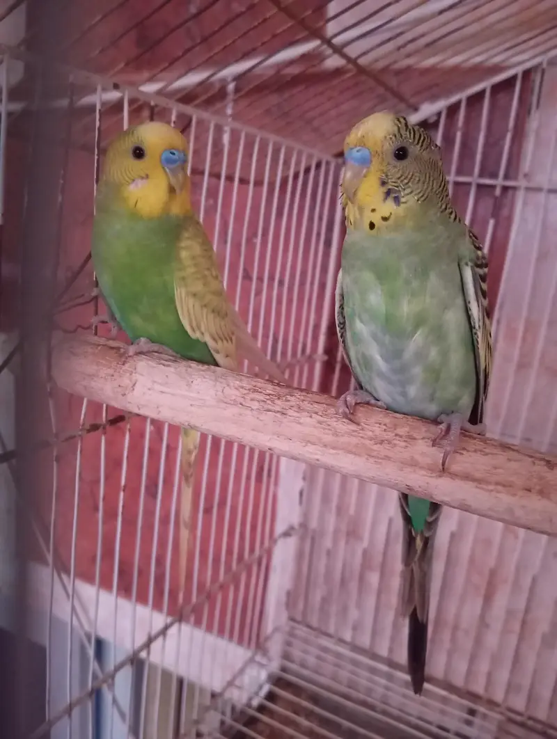 budgies parrot — photo 3
