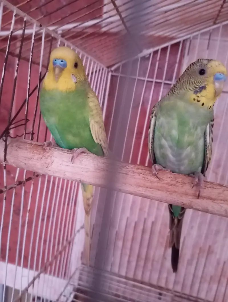 budgies parrot — photo 4