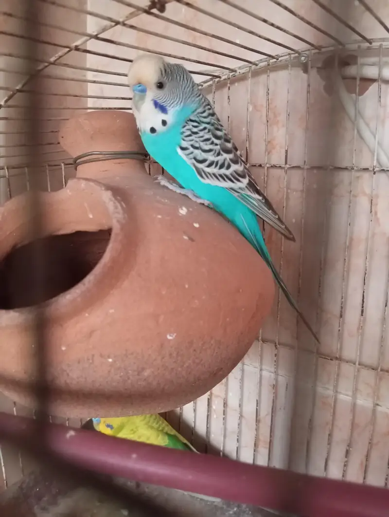 budgies parrot — photo 5