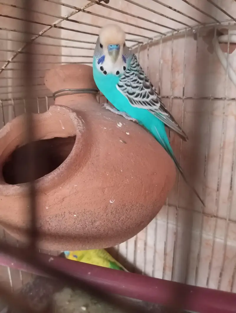 budgies parrot — photo 6