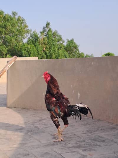 Pure Aseel Lakha Breed