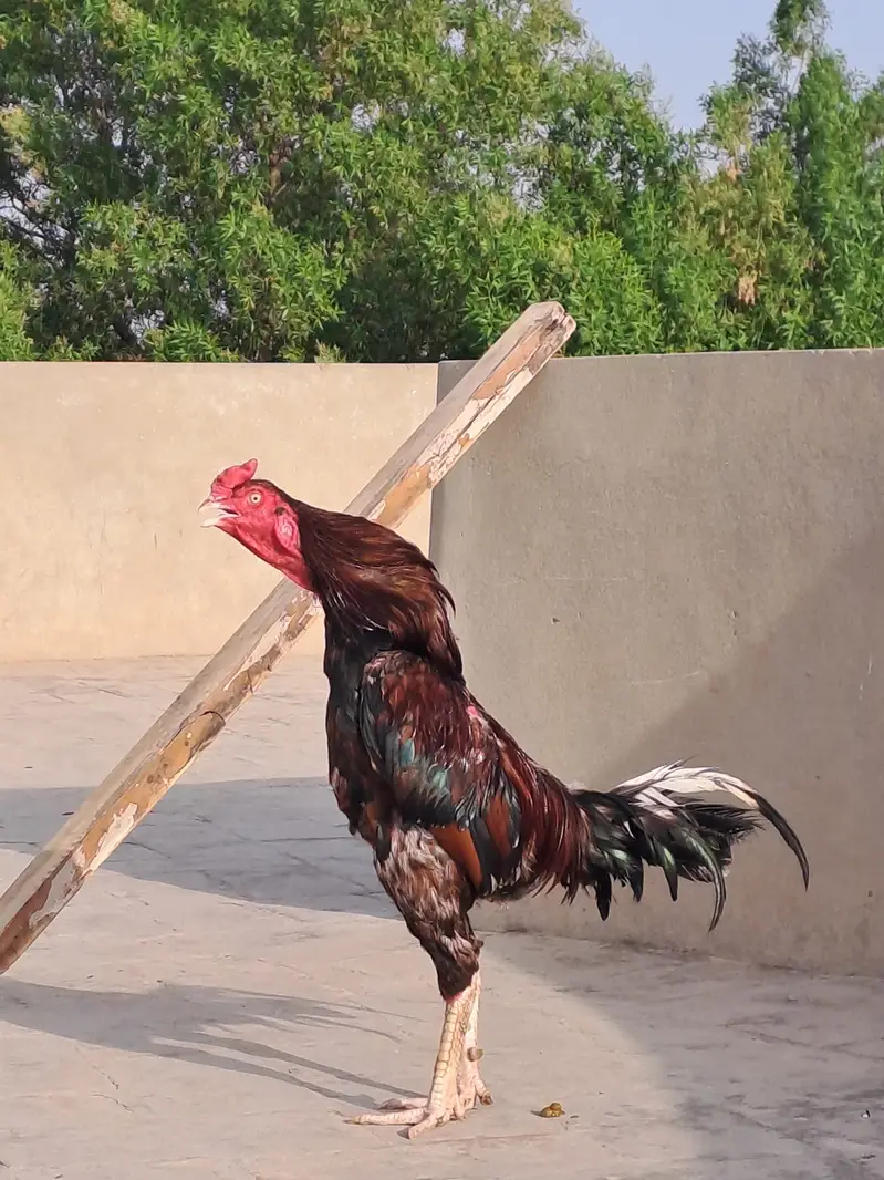 Pure Aseel Lakha Breed — photo 2