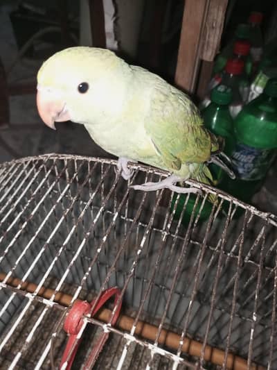 Green ringnak handtm self parrot sale