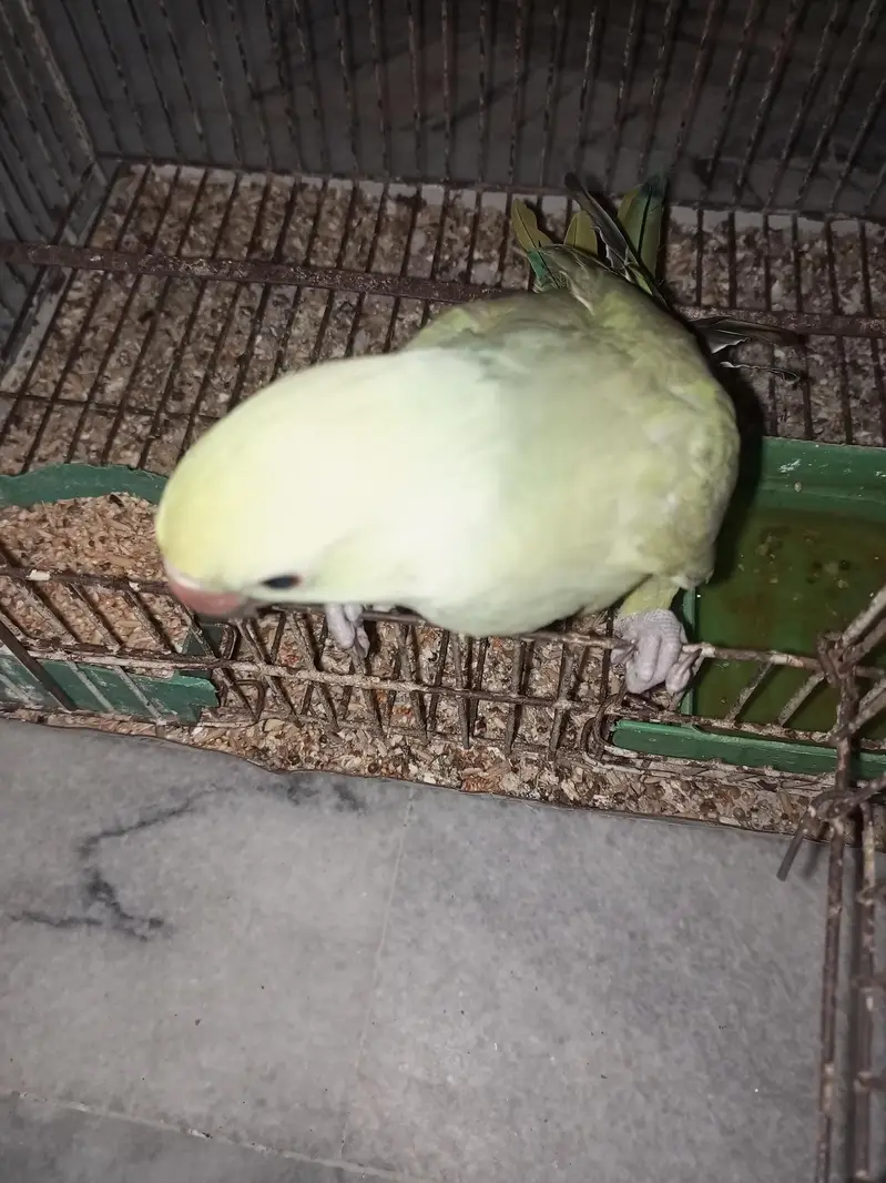 Green ringnak handtm self parrot sale — photo 2