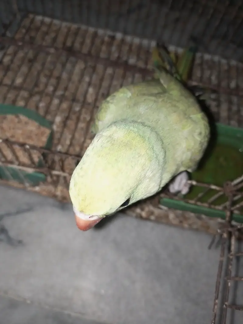 Green ringnak handtm self parrot sale — photo 3