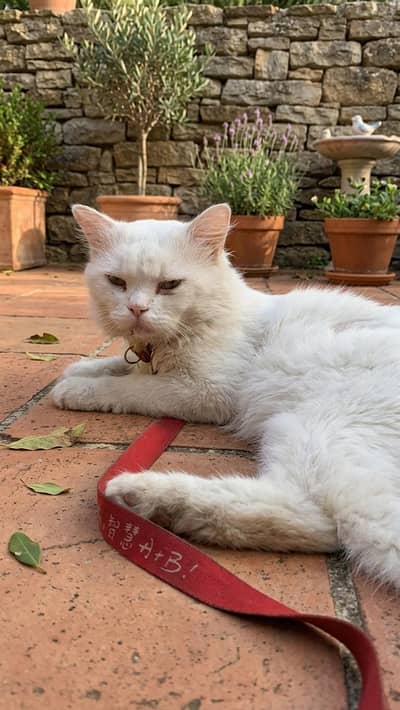 White male percian cat