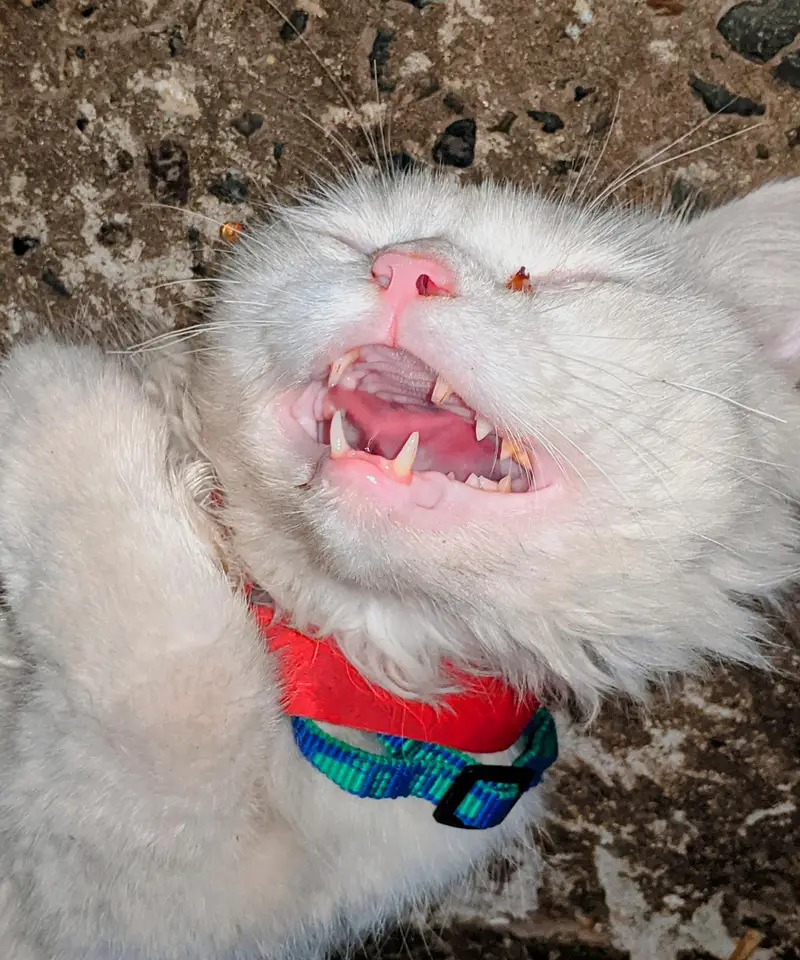 White male percian cat — photo 2