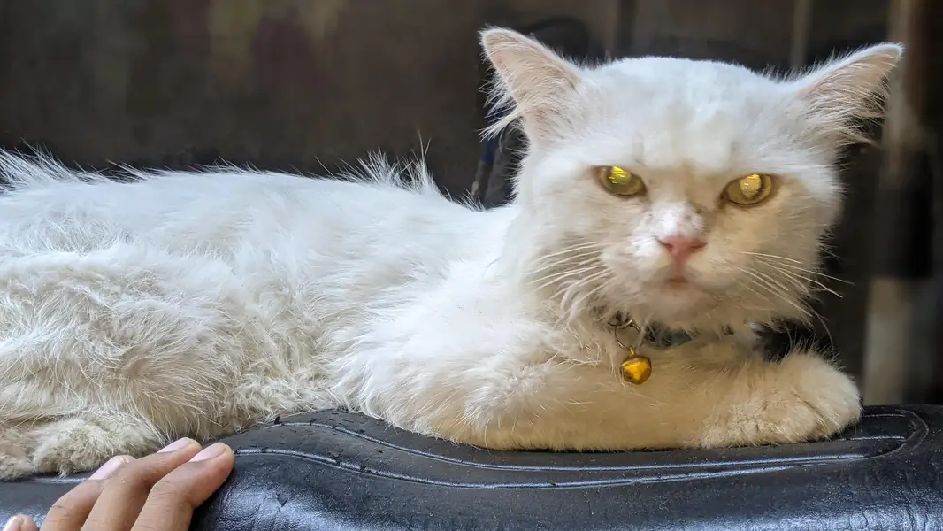 White male percian cat — photo 3