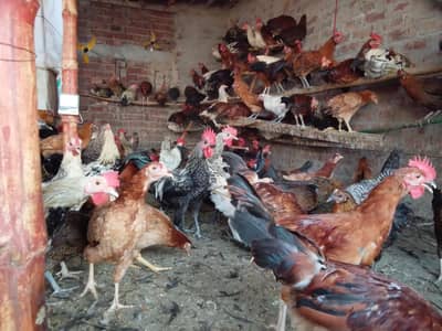 male and female hens are available for sale