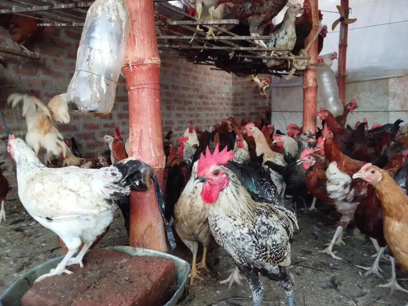 male and female hens are available for sale — photo 2