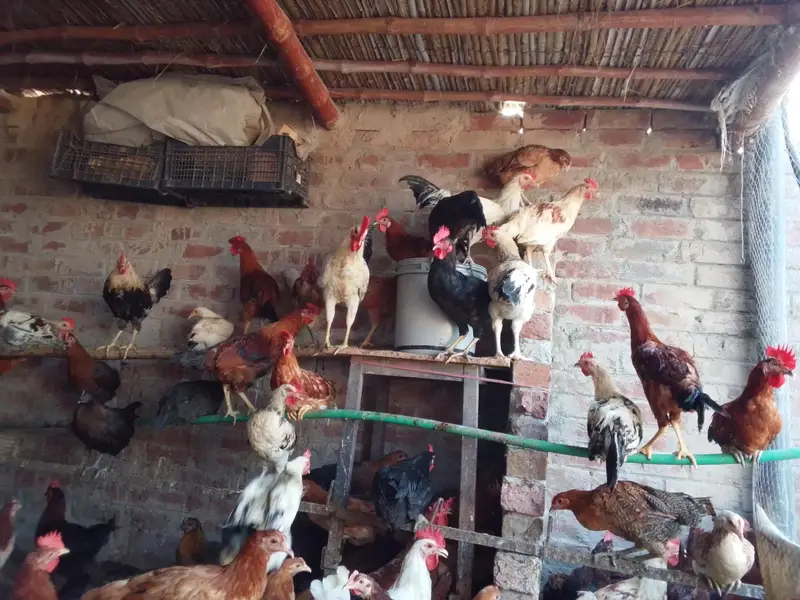 male and female hens are available for sale — photo 3