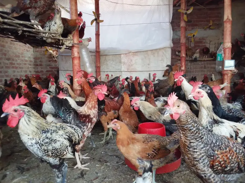 male and female hens are available for sale — photo 4