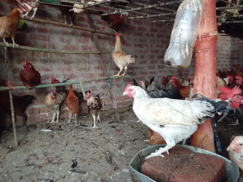 male and female hens are available for sale — photo 6