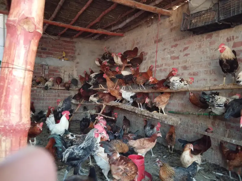 male and female hens are available for sale — photo 7