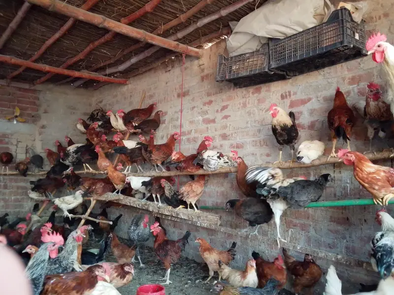 male and female hens are available for sale — photo 8