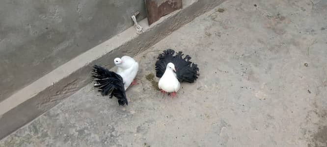 black tail