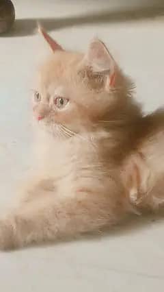 friendly kittens