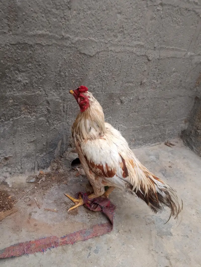 Pure Pakistani Aseel Murgha - Chitkabra Healthy — photo 3