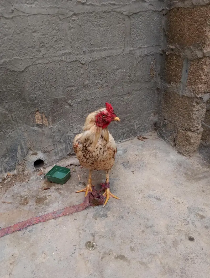 Pure Pakistani Aseel Murgha - Chitkabra Healthy — photo 5