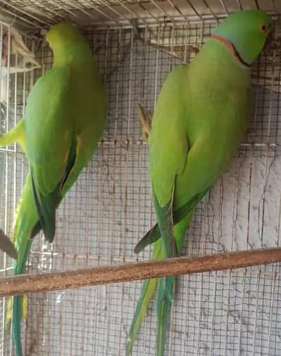Ringneck Pair