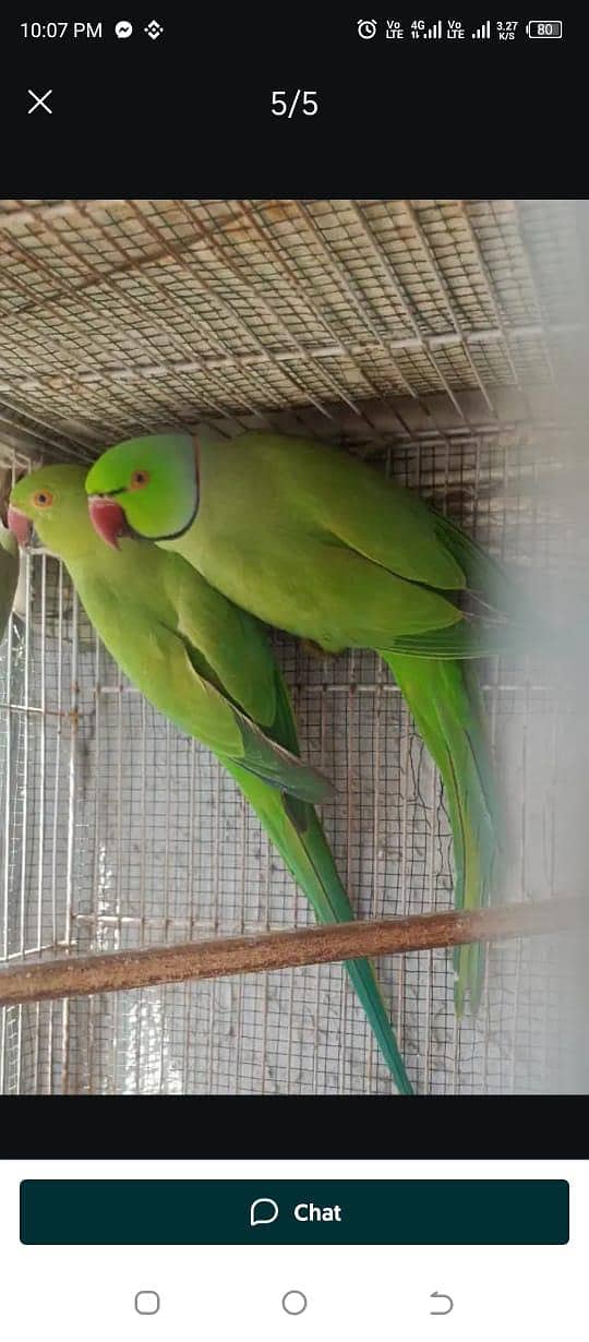 Ringneck Pair 1
