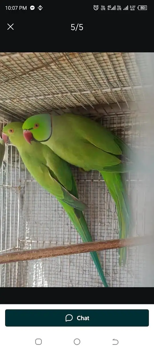 Ringneck Pair — photo 2