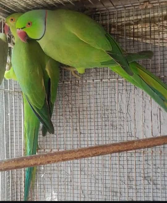 Ringneck Pair 2