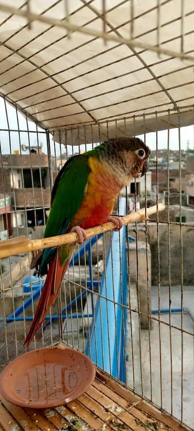 Green cheek conure