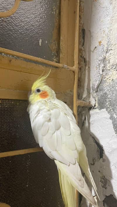 Cocktail breeder pair for sale