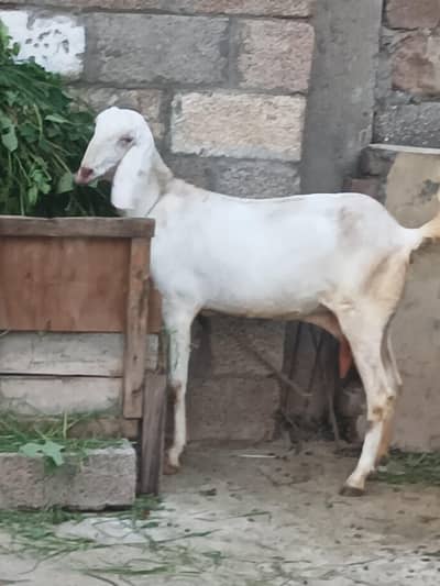 3 bakriyan