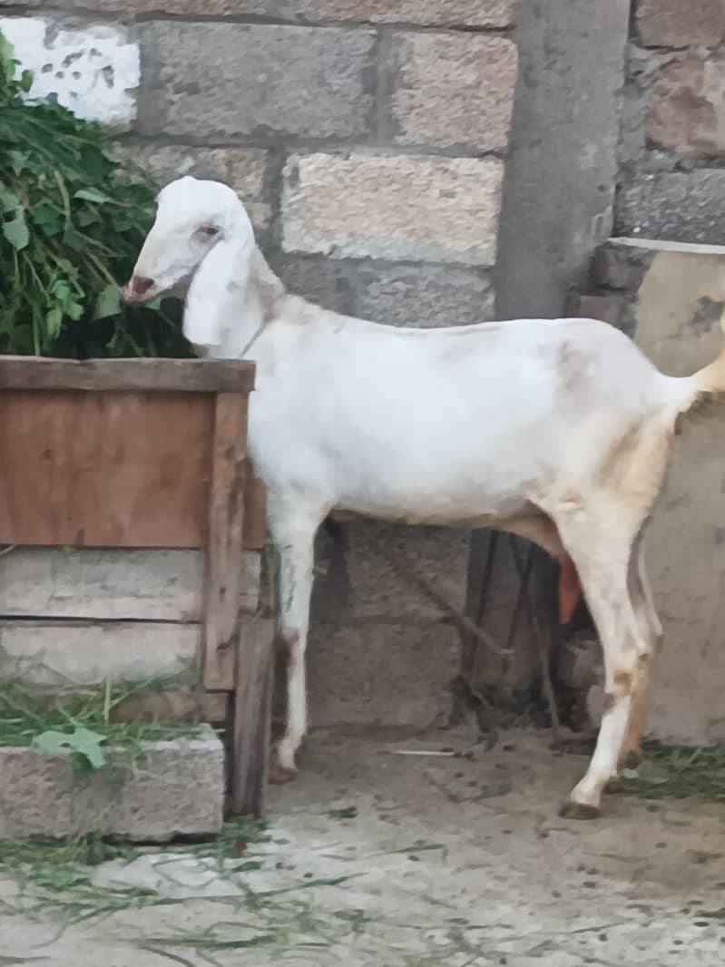 3 bakriyan 0