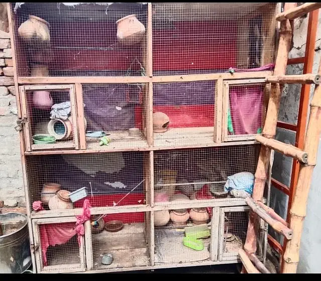 Large Multi-Compartment Wooden pet cage / Bird aviary with nesting box — photo 2