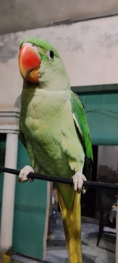 kashmiri raw parrot full hand tame